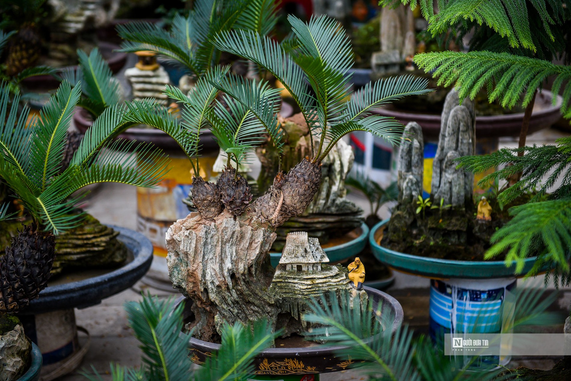 Tiêu dùng & Dư luận - Vạn tuế bonsai giá hàng triệu đồng hút khách dịp Tết Nguyên đán (Hình 8).