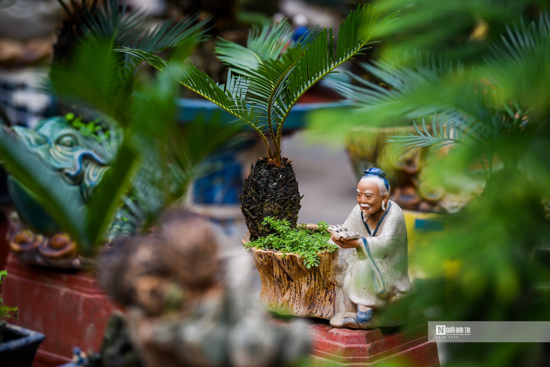 Tiêu dùng & Dư luận - Vạn tuế bonsai giá hàng triệu đồng hút khách dịp Tết Nguyên đán (Hình 6).