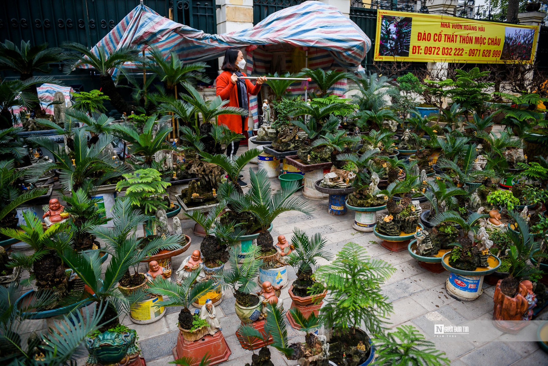 Tiêu dùng & Dư luận - Vạn tuế bonsai giá hàng triệu đồng hút khách dịp Tết Nguyên đán