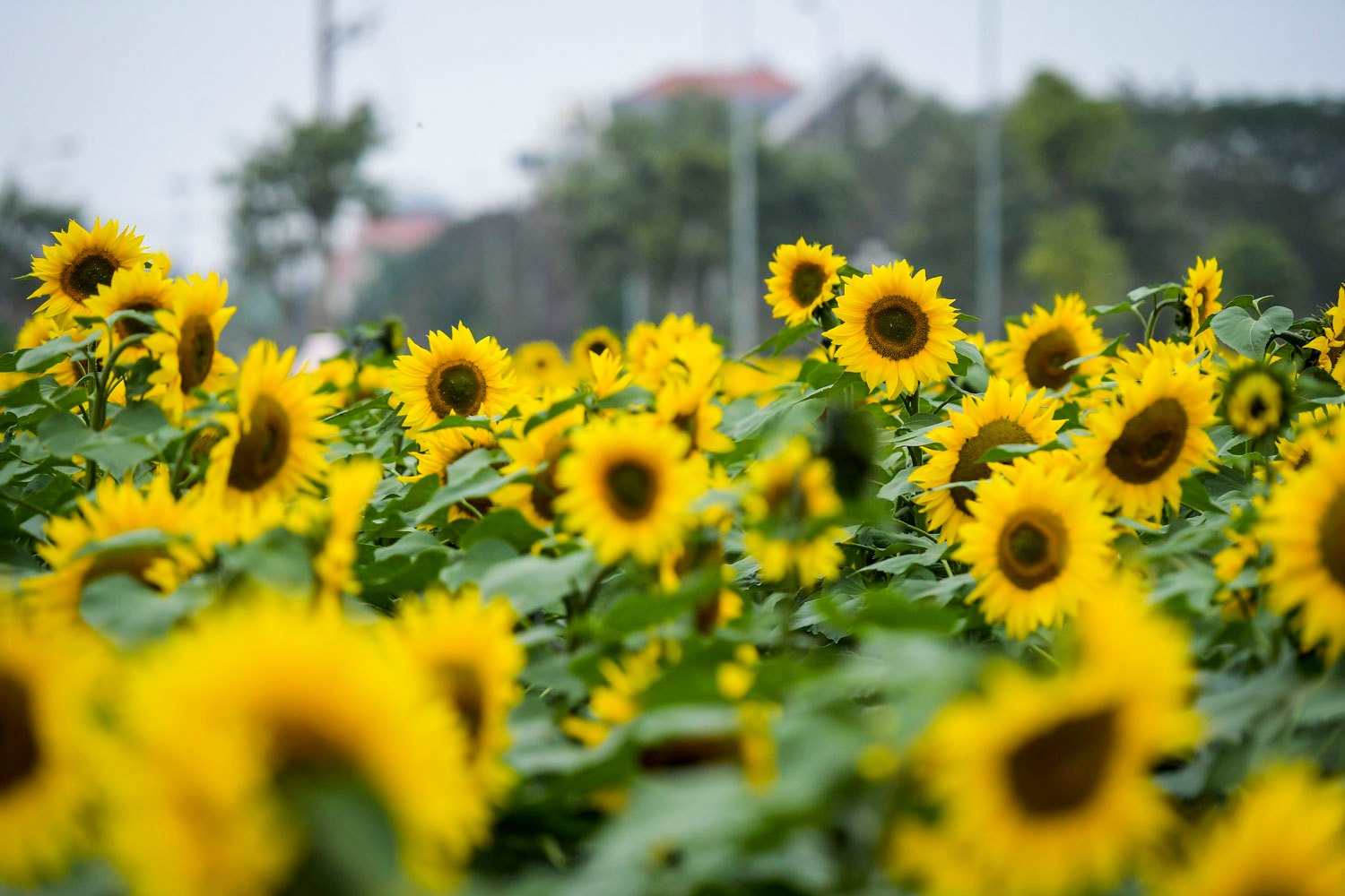 Dân sinh - Rủ nhau 'sống ảo' với vườn hoa hướng dương giữa trung tâm Tp.Hải Dương (Hình 11).