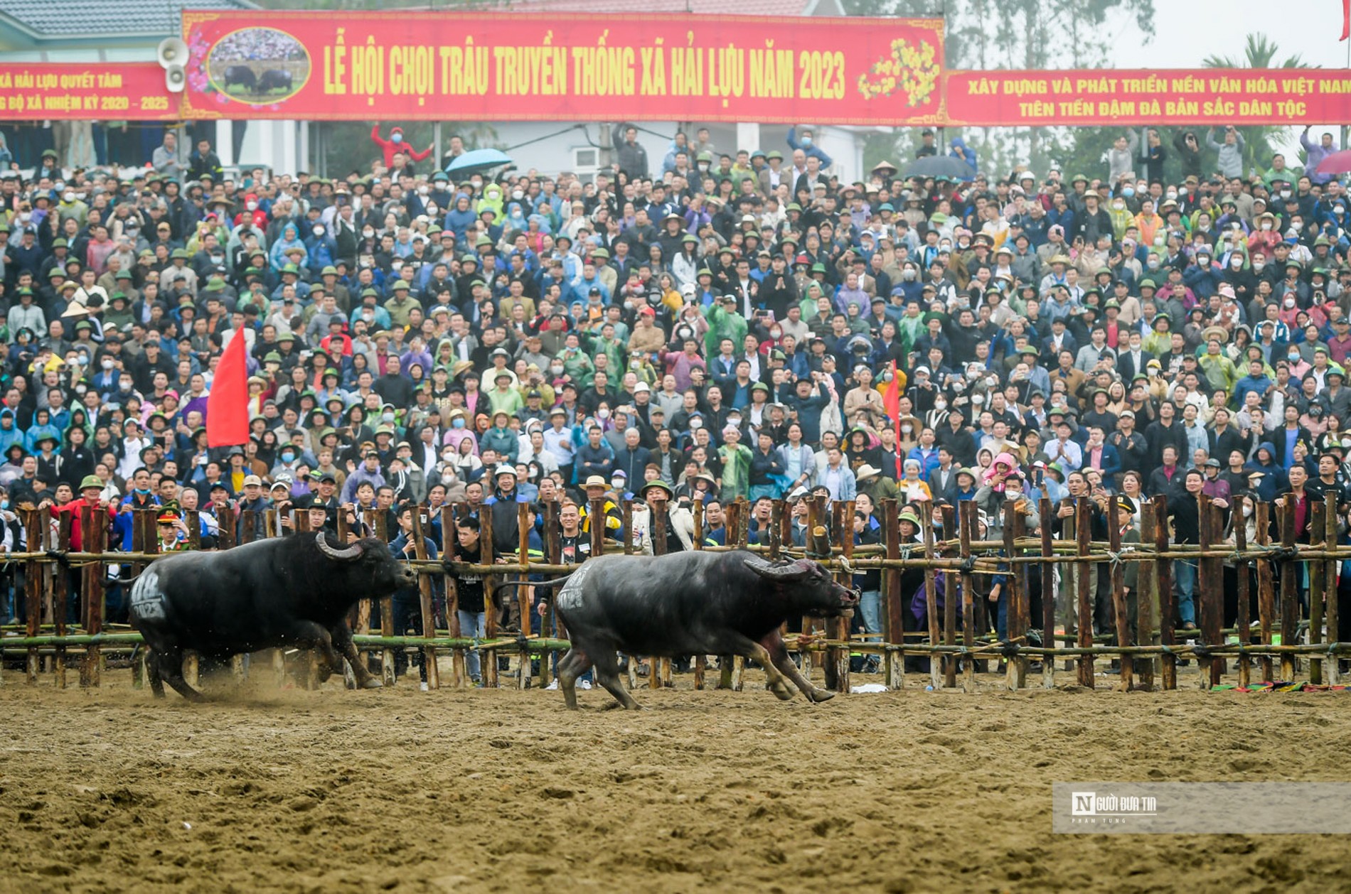 Văn hoá - Vĩnh Phúc: Kịch tính lễ hội chọi trâu Hải Lựu (Hình 14).