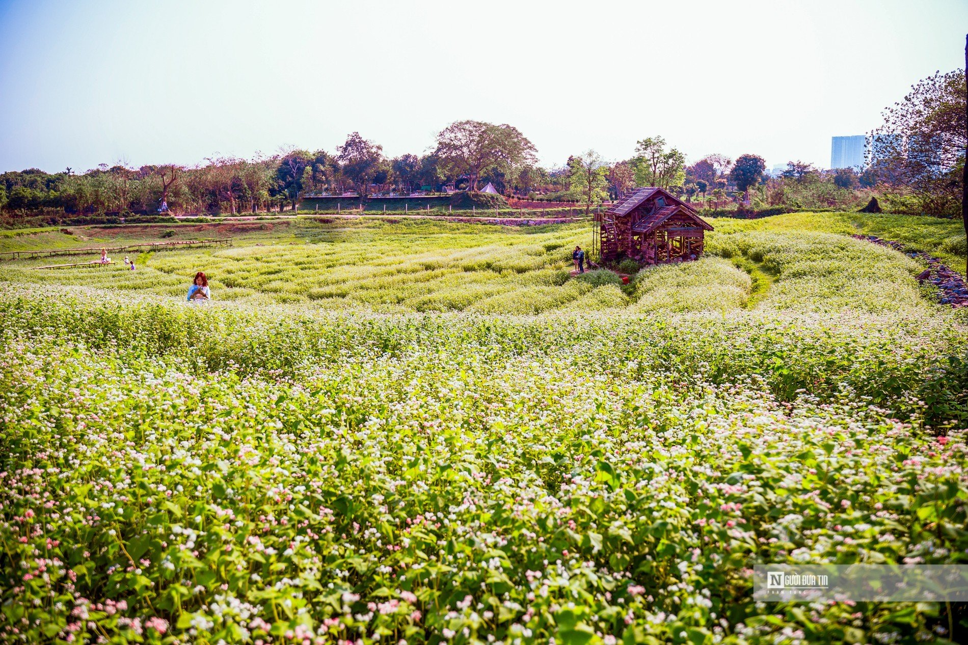 Dân sinh - Người dân thích thú check in trong vườn hoa tam giác mạch hơn 10.000m2 (Hình 6).