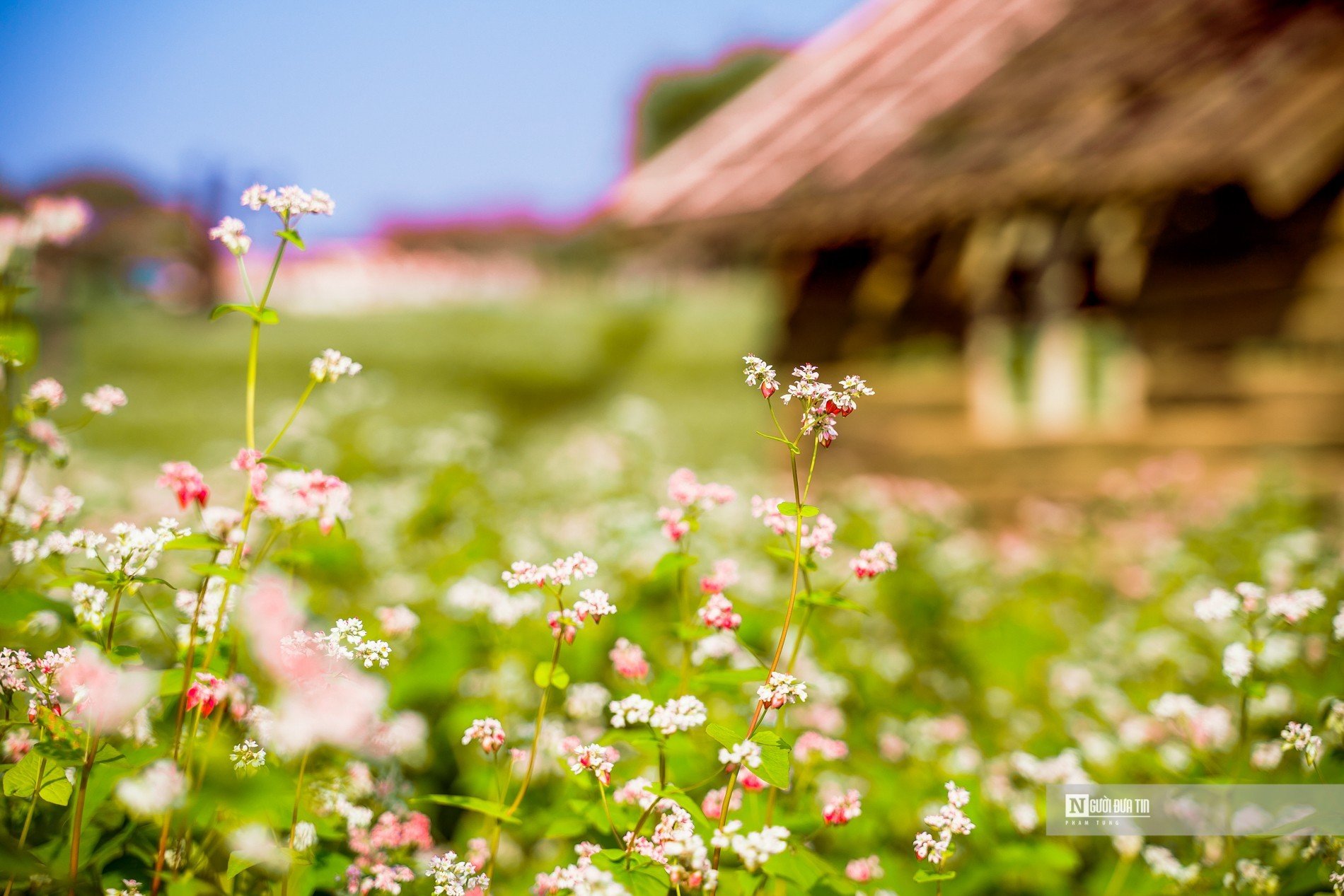 Dân sinh - Người dân thích thú check in trong vườn hoa tam giác mạch hơn 10.000m2 (Hình 3).