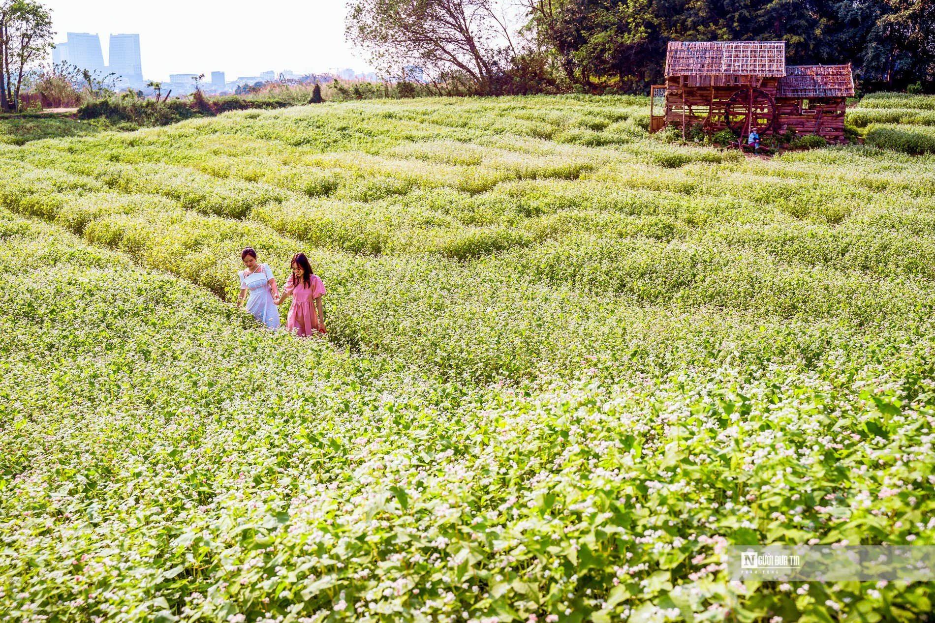 Dân sinh - Người dân thích thú check in trong vườn hoa tam giác mạch hơn 10.000m2 (Hình 7).