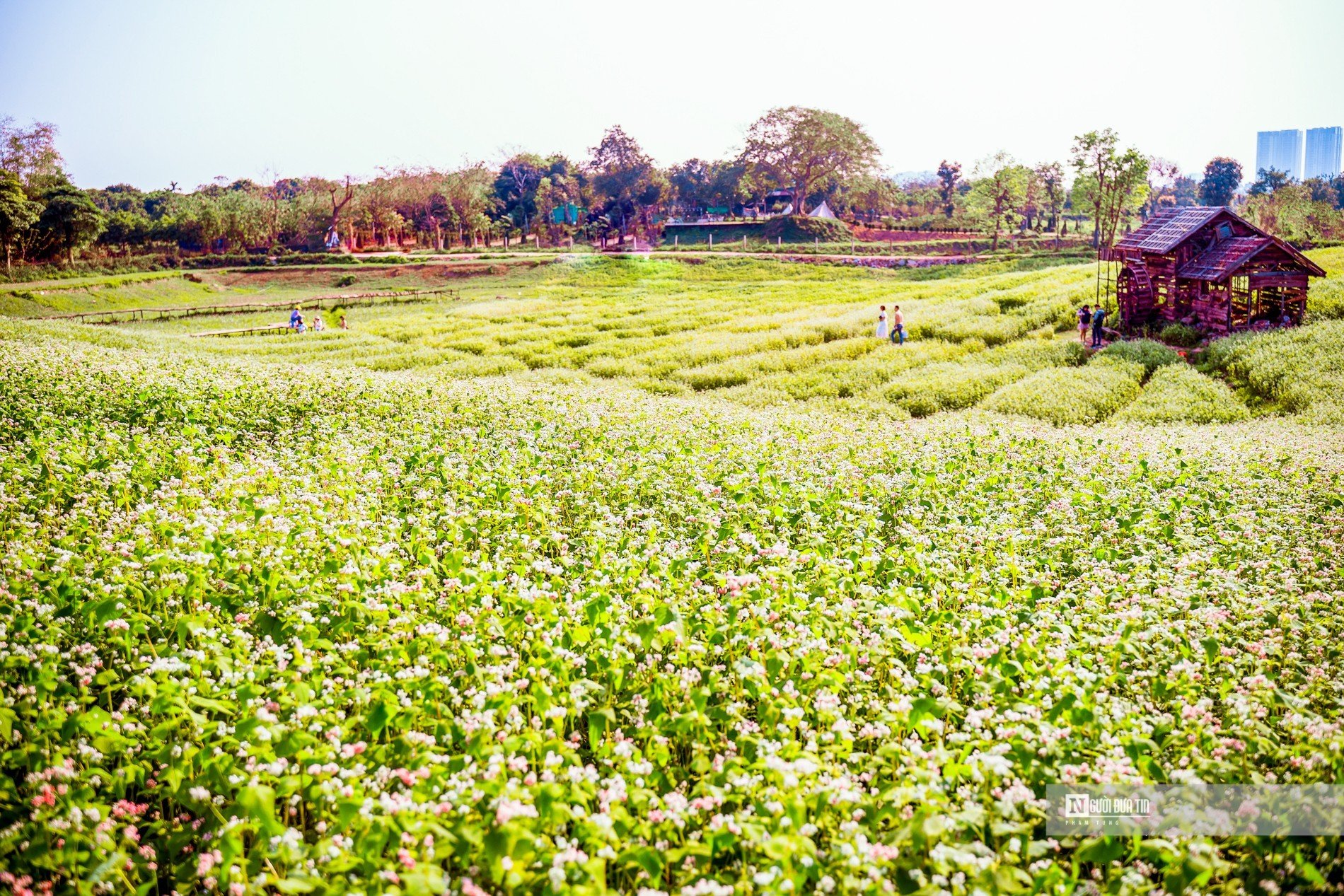 Dân sinh - Người dân thích thú check in trong vườn hoa tam giác mạch hơn 10.000m2 (Hình 17).