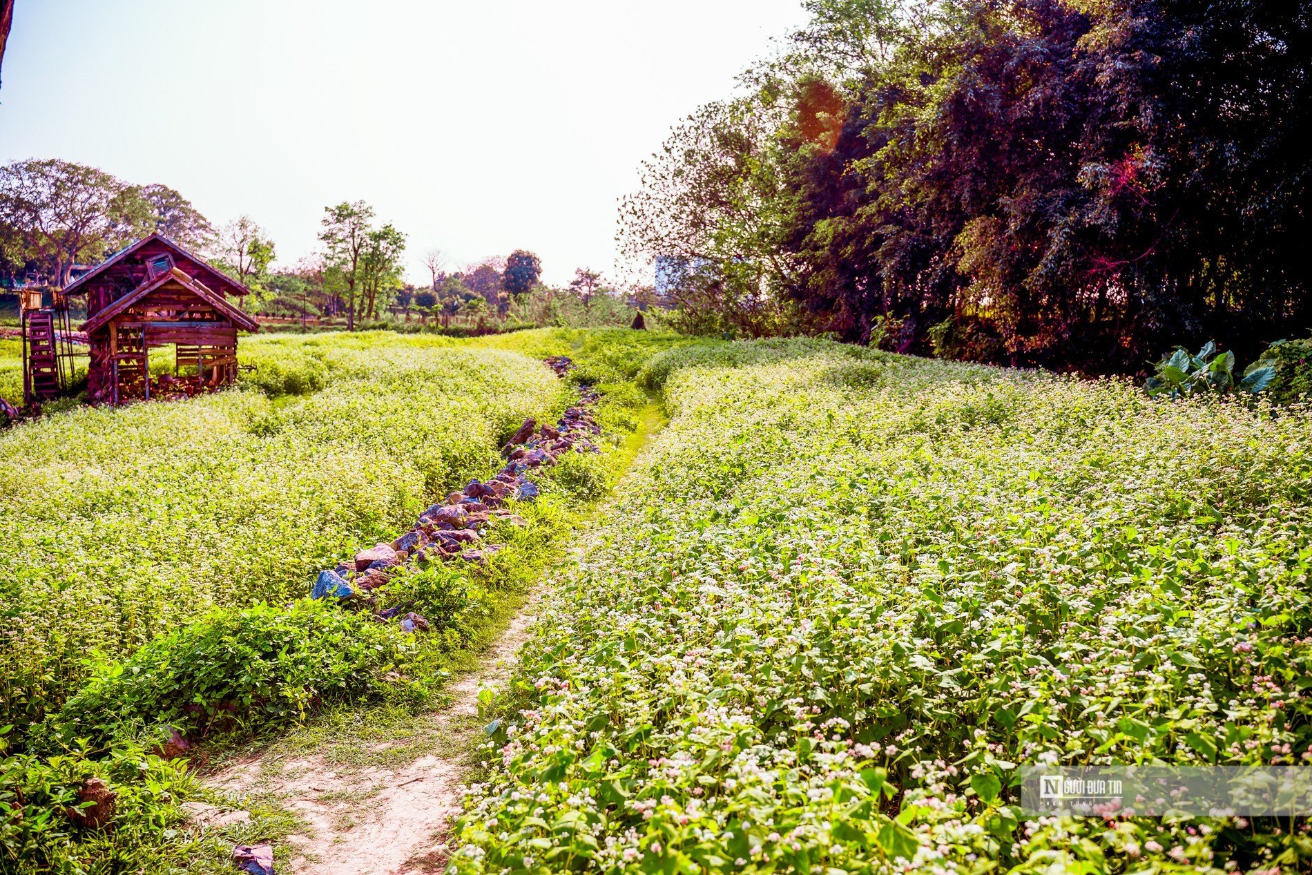 Dân sinh - Người dân thích thú check in trong vườn hoa tam giác mạch hơn 10.000m2 (Hình 2).