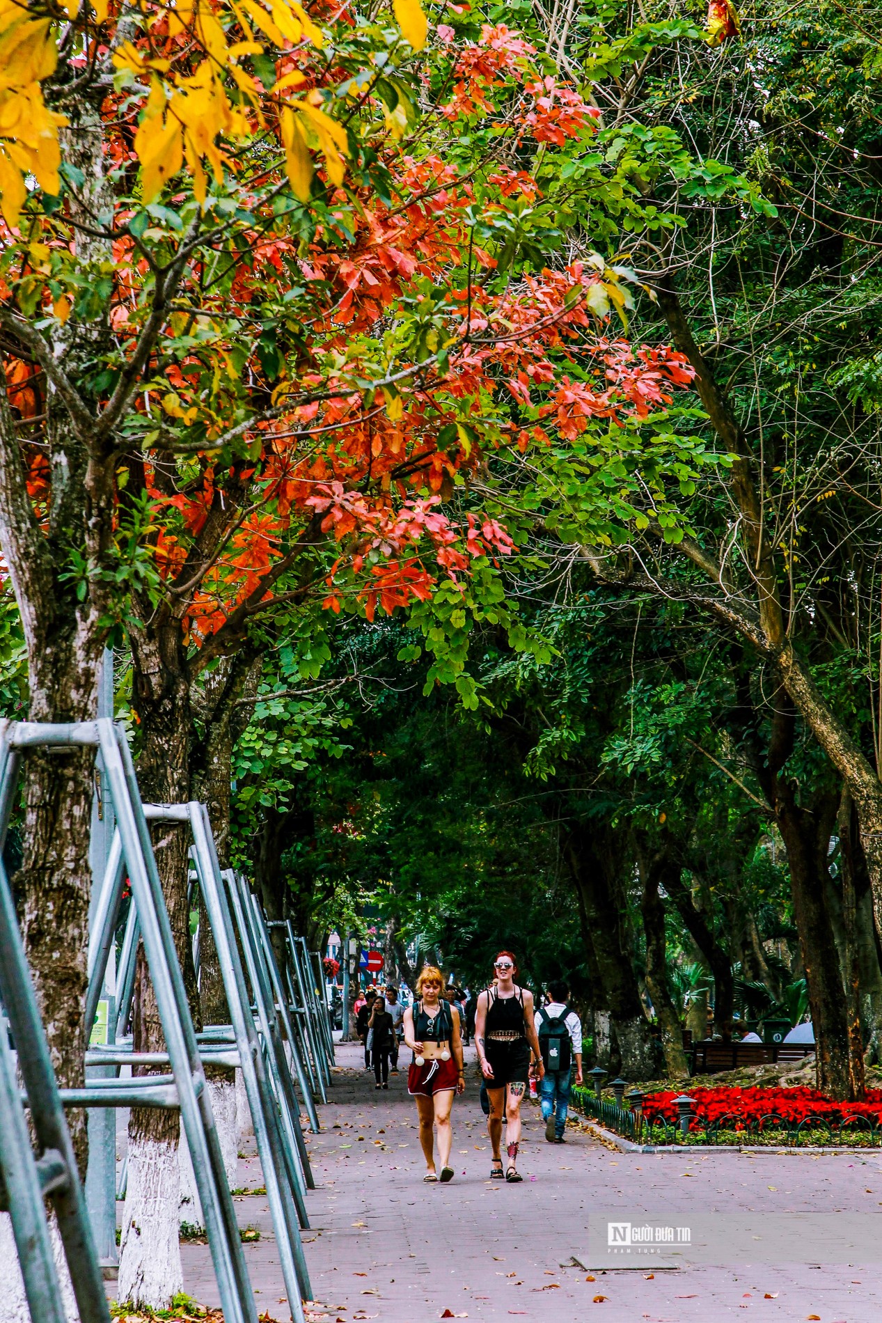 Dân sinh - Hà Nội mùa cây thay lá (Hình 2).