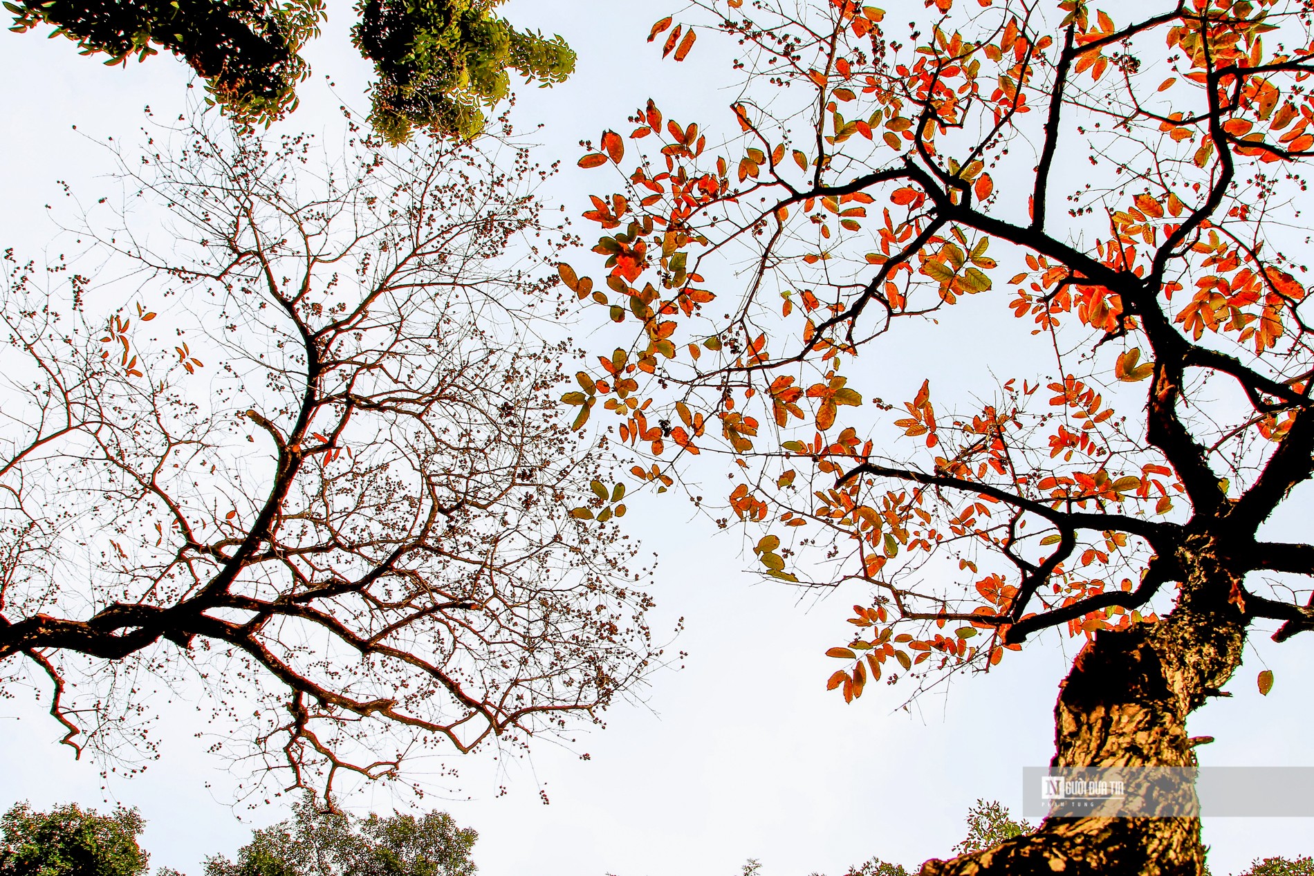 Dân sinh - Hà Nội mùa cây thay lá (Hình 16).