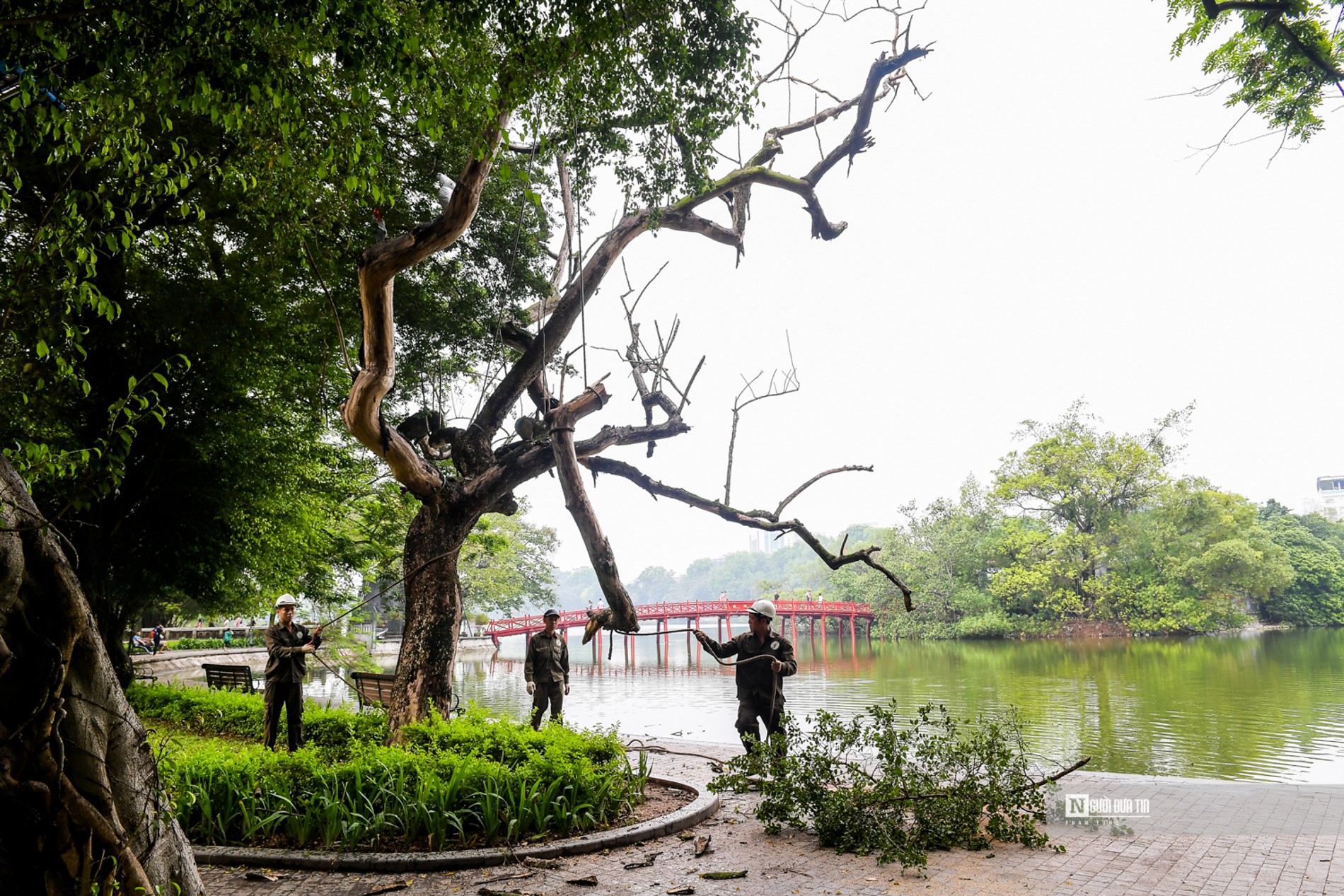 Dân sinh - Hà Nội: Tiến hành chặt 3 cây sưa ven hồ Hoàn Kiếm (Hình 6).