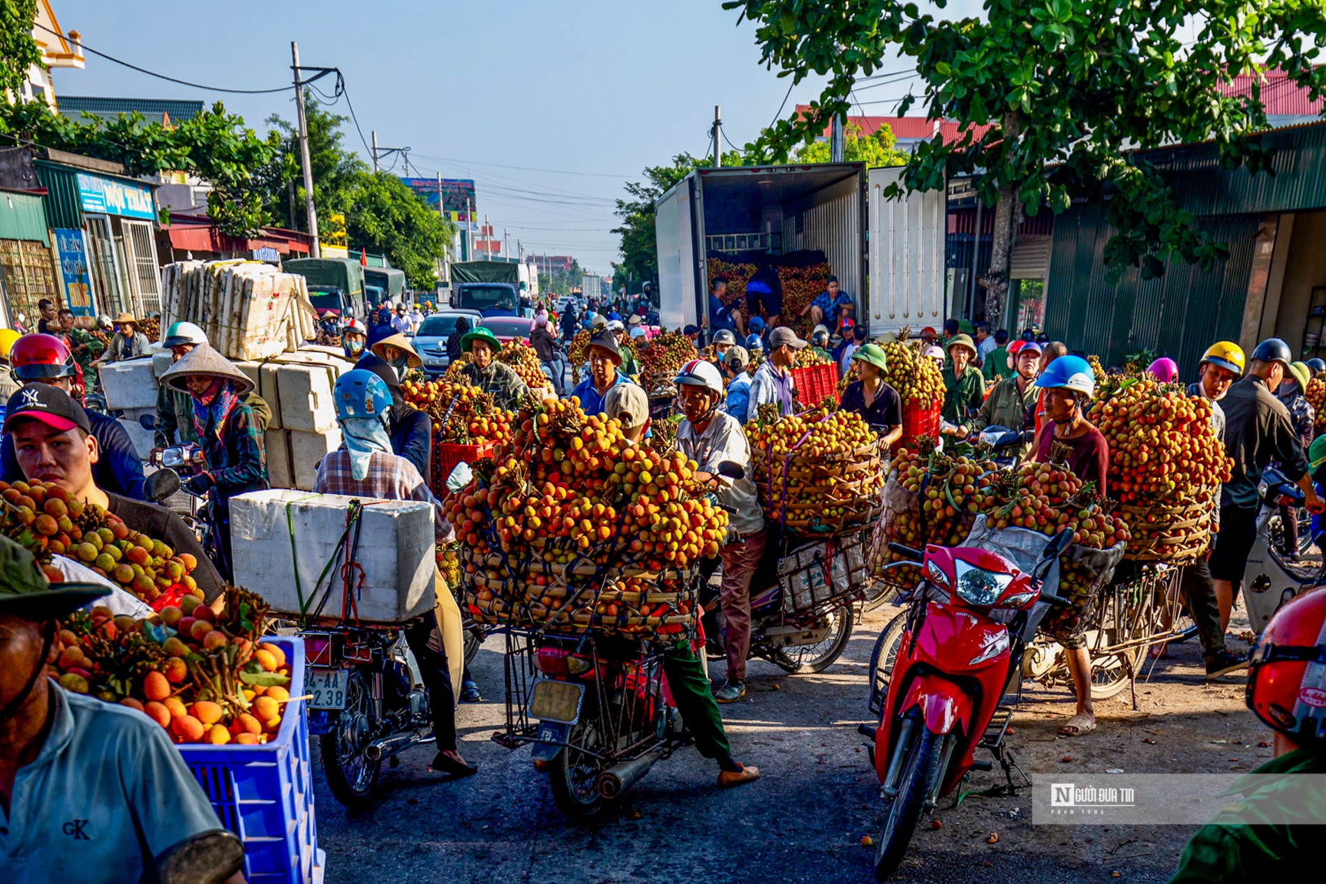 Dân sinh - Hải Dương: Nông dân tất bật thu hoạch vải Thanh Hà sớm (Hình 6).