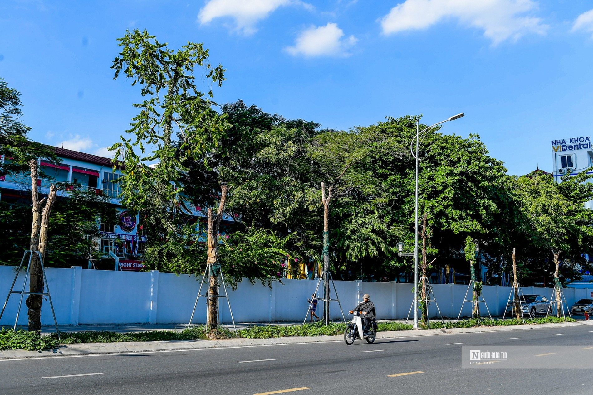 Dân sinh - Hà Nội: Loạt cây xanh chết khô trên đường Huỳnh Thúc Kháng kéo dài