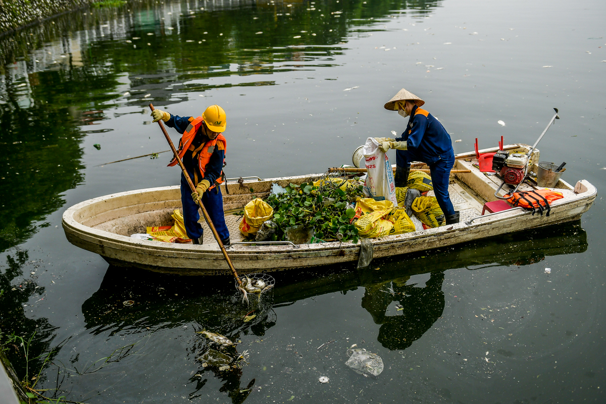 Dân sinh - Hà Nội: Cá chết hàng loạt, bốc mùi hôi thối nồng nặc trên Hồ Tây (Hình 11).