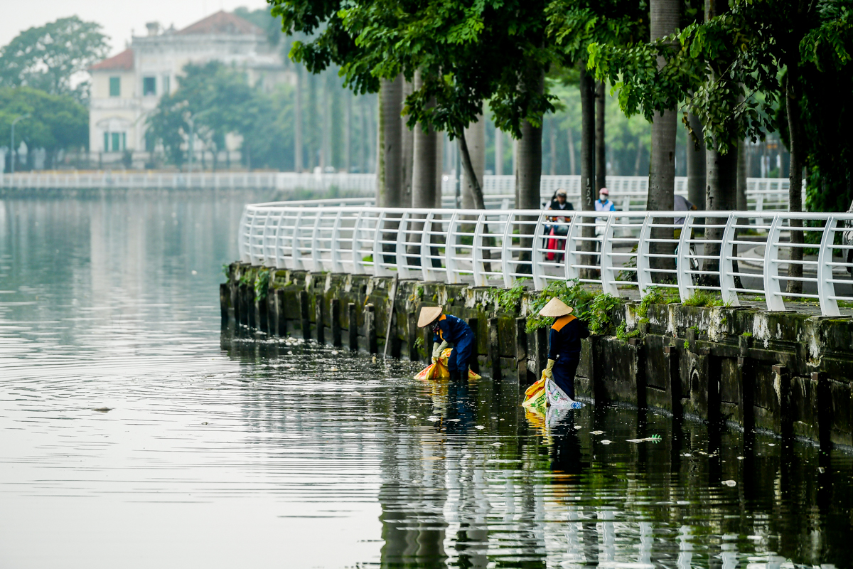 Dân sinh - Hà Nội: Cá chết hàng loạt, bốc mùi hôi thối nồng nặc trên Hồ Tây (Hình 7).