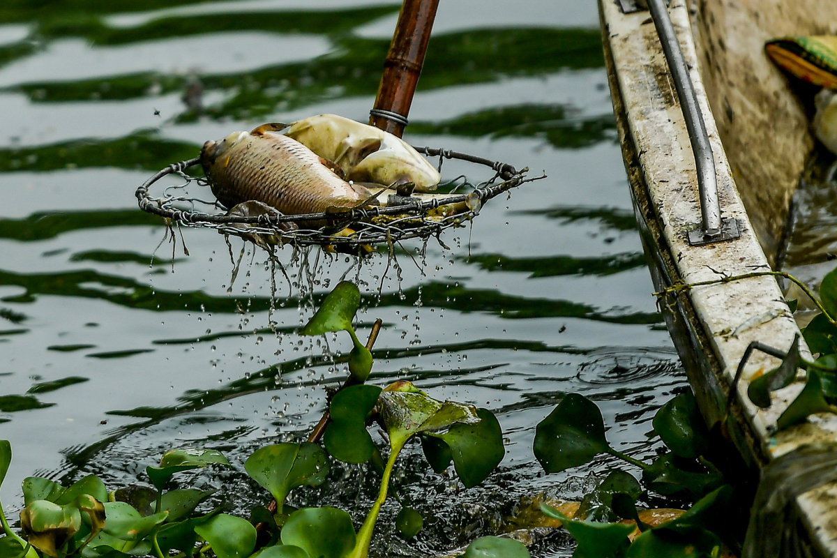 Dân sinh - Hà Nội: Cá chết hàng loạt, bốc mùi hôi thối nồng nặc trên Hồ Tây (Hình 8).