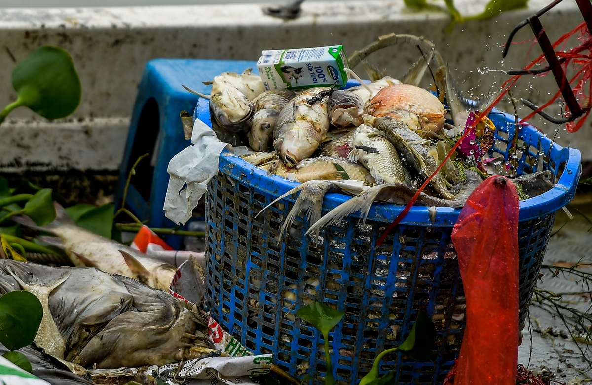 Dân sinh - Hà Nội: Cá chết hàng loạt, bốc mùi hôi thối nồng nặc trên Hồ Tây (Hình 9).