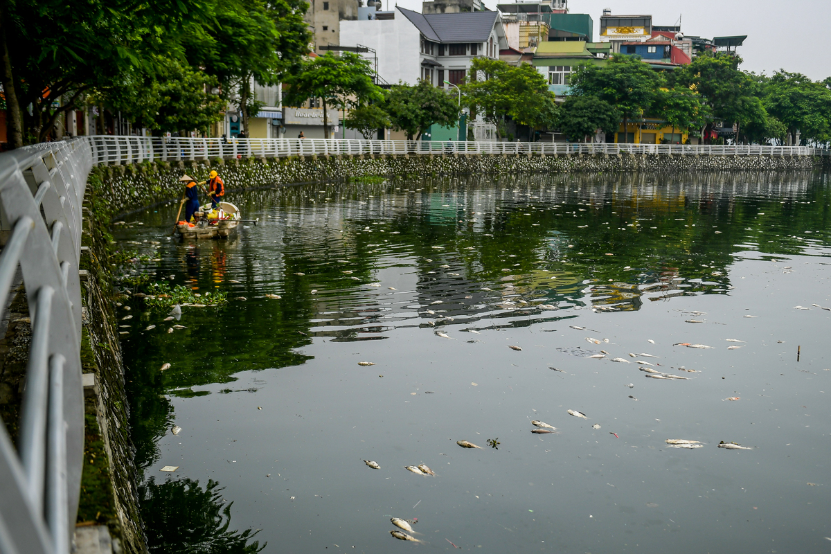 Dân sinh - Hà Nội: Cá chết hàng loạt, bốc mùi hôi thối nồng nặc trên Hồ Tây (Hình 12).