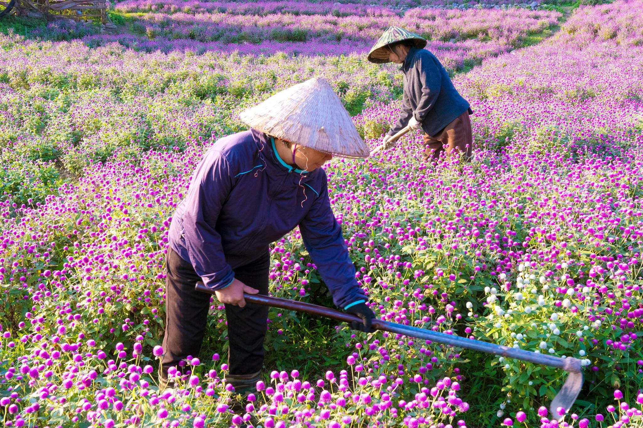 Dân sinh - Khám phá cánh đồng hoa đẹp tựa trời Âu giữa lòng Hà Nội (Hình 3).