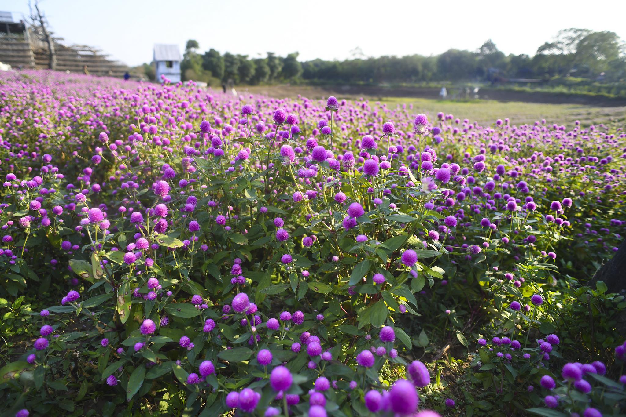 Dân sinh - Khám phá cánh đồng hoa đẹp tựa trời Âu giữa lòng Hà Nội (Hình 5).