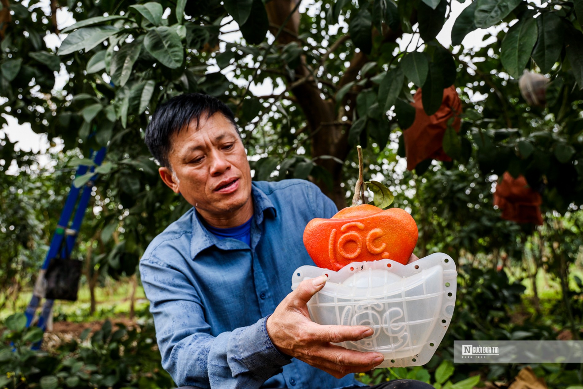 Tiêu dùng & Dư luận - Bưởi đỏ tài lộc “tiến vua” cháy hàng dịp Tết 2024 (Hình 3).