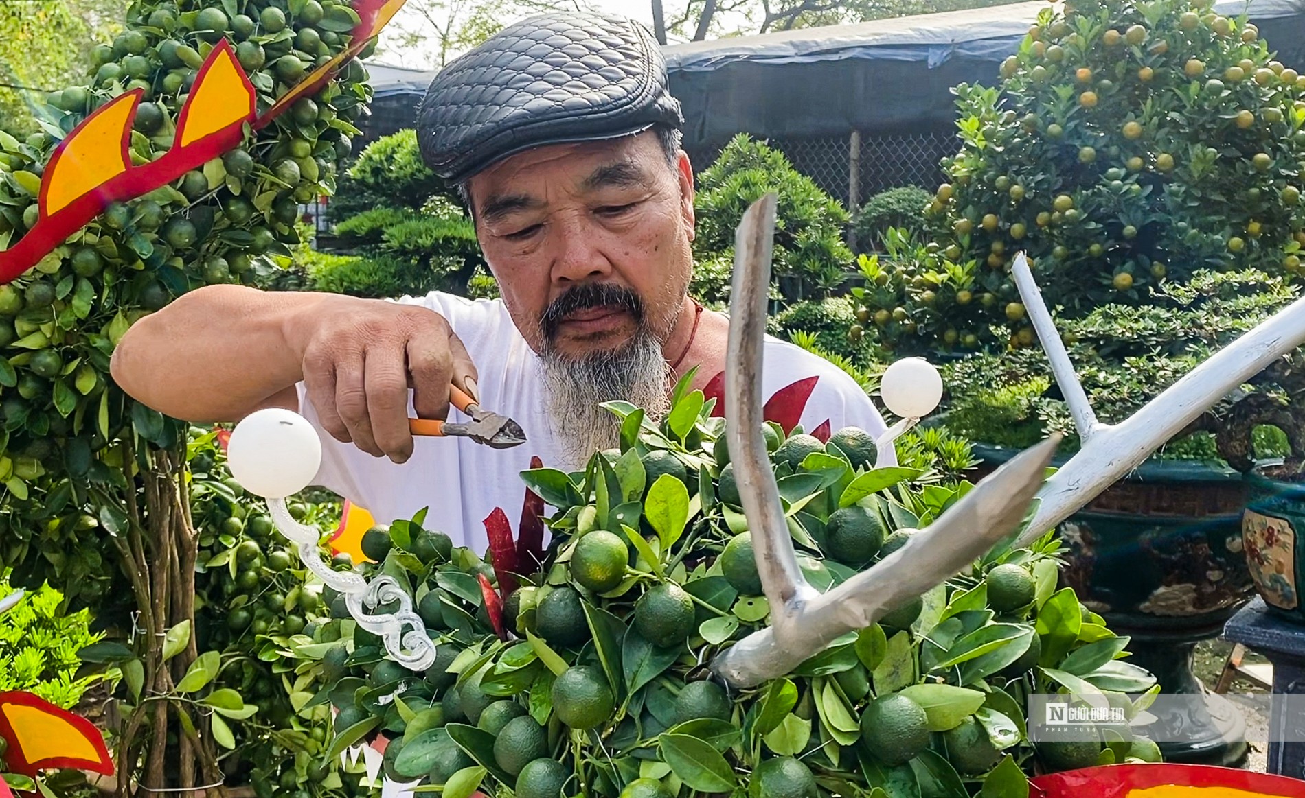 Dân sinh - Độc đáo quất tạo hình rồng, trả giá hàng chục triệu đồng chưa bán (Hình 2).