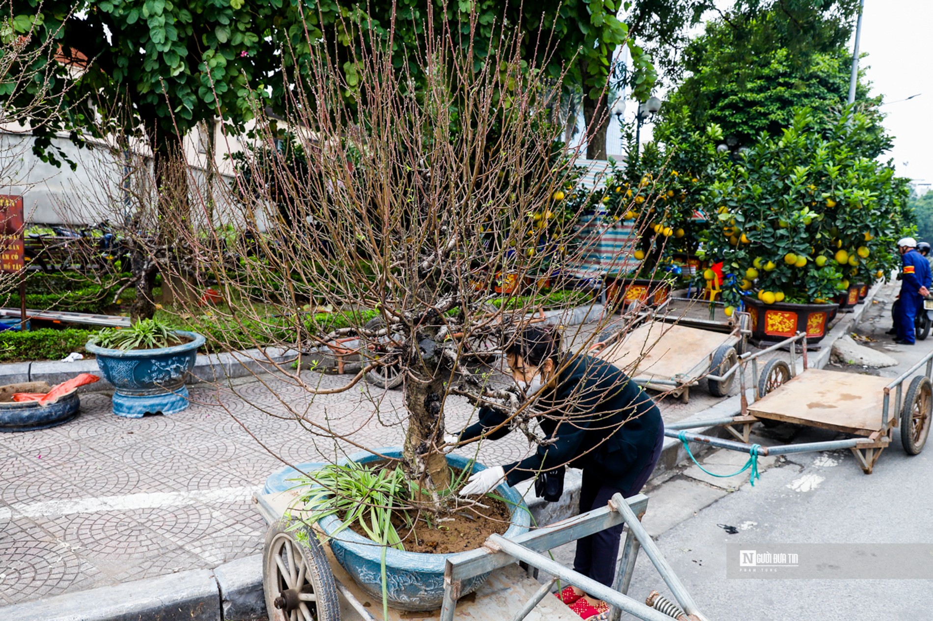 Dân sinh - Đào Nhật Tân xuống phố phục vụ Tết 2024 (Hình 4).