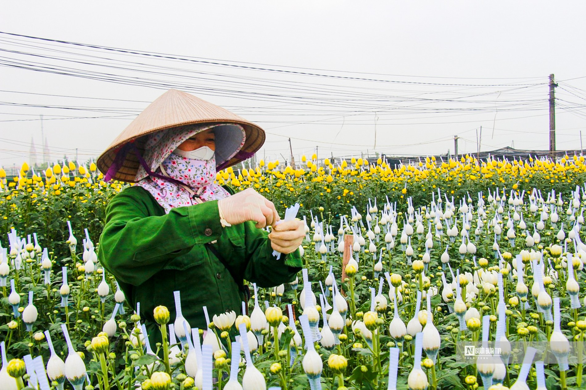 Dân sinh - Làng hoa lớn nhất Nam Định tất bật vào vụ Tết (Hình 5).