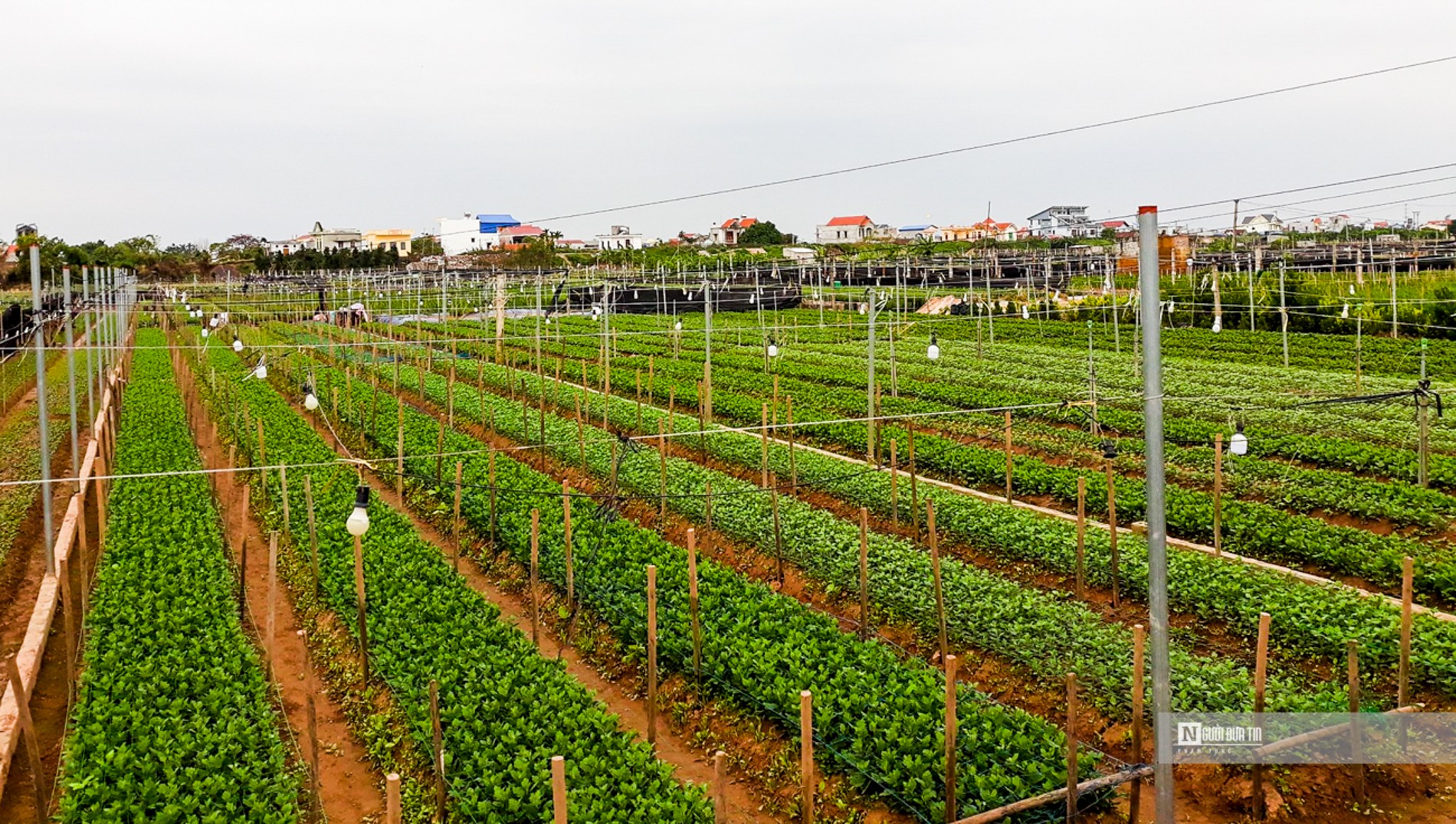 Dân sinh - Làng hoa lớn nhất Nam Định tất bật vào vụ Tết (Hình 9).