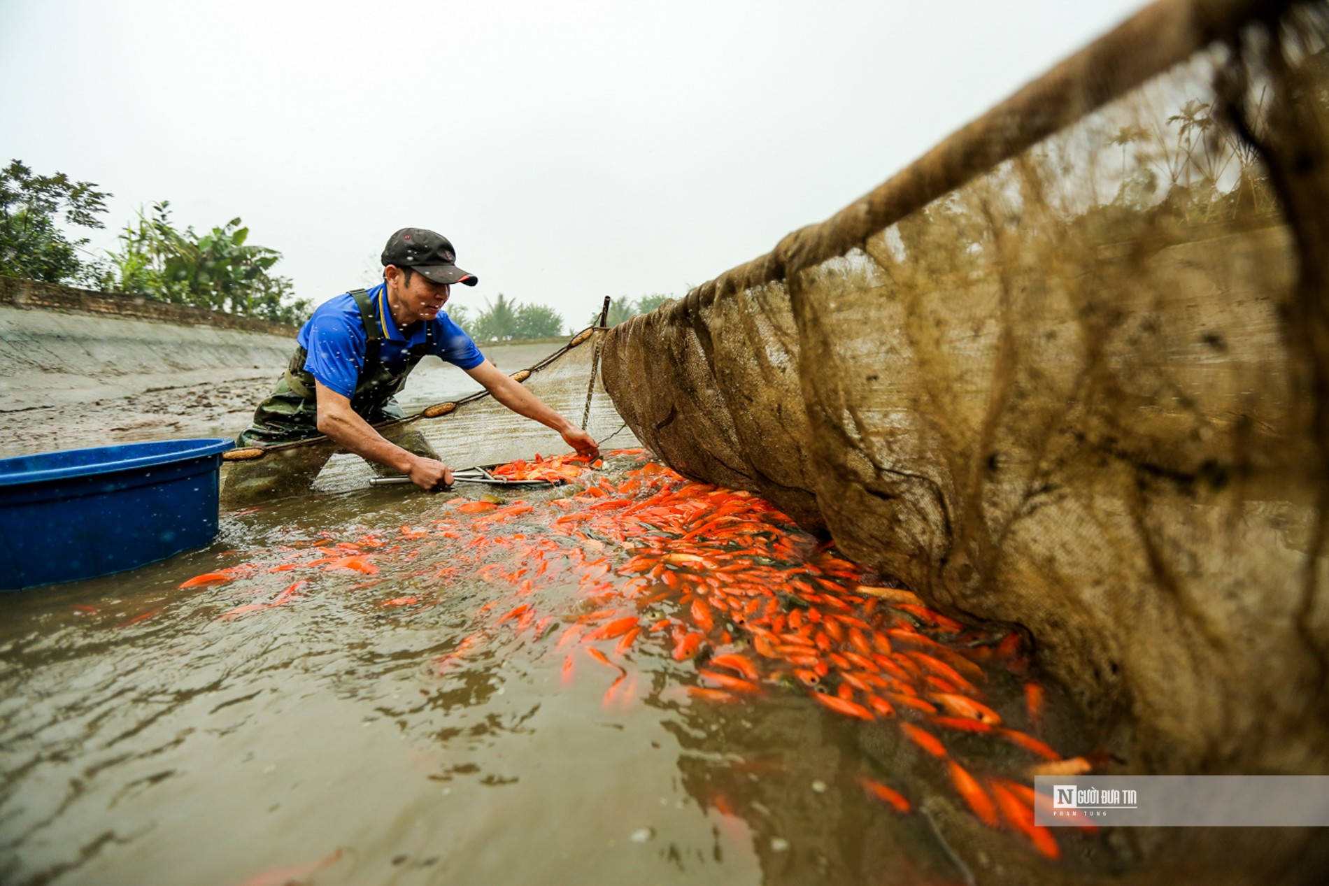 Dân sinh - Làng cá Thủy Trầm nhộn nhịp phục vụ Tết ông Công ông Táo (Hình 3).