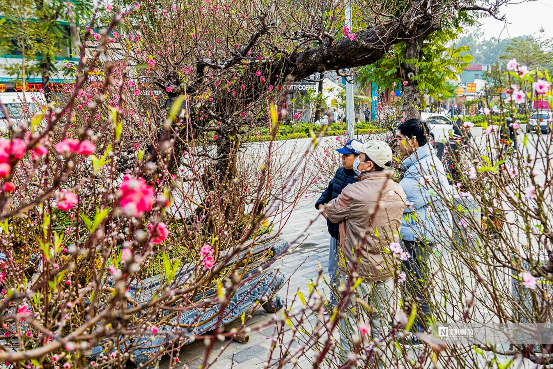 Dân sinh - Ngắm đào khổng lồ cổ thụ, cho thuê giá cả 100 triệu đồng (Hình 10).