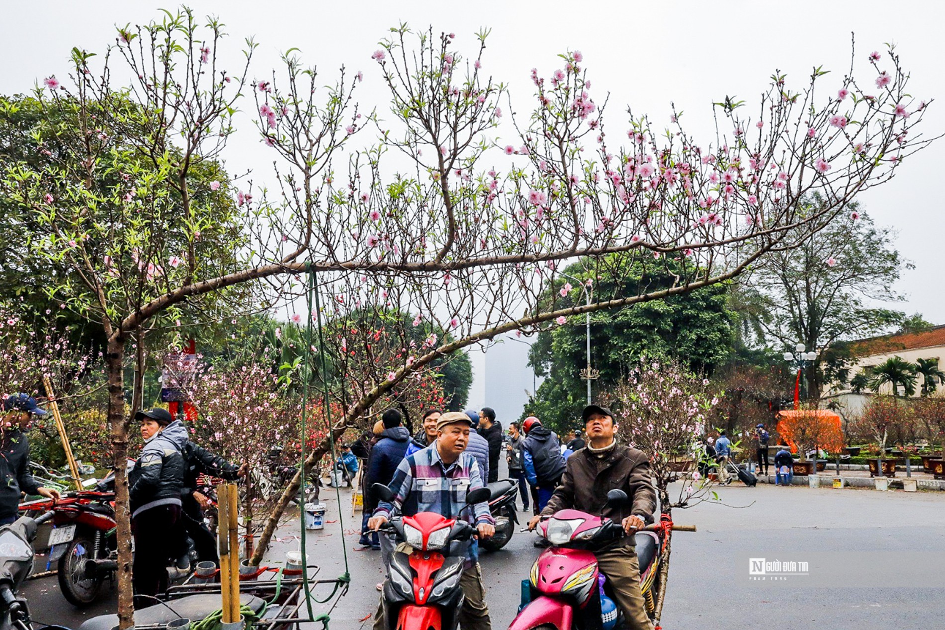 Dân sinh - Đào dáng huyền bạc triệu đắt khách dịp cận Tết (Hình 3).