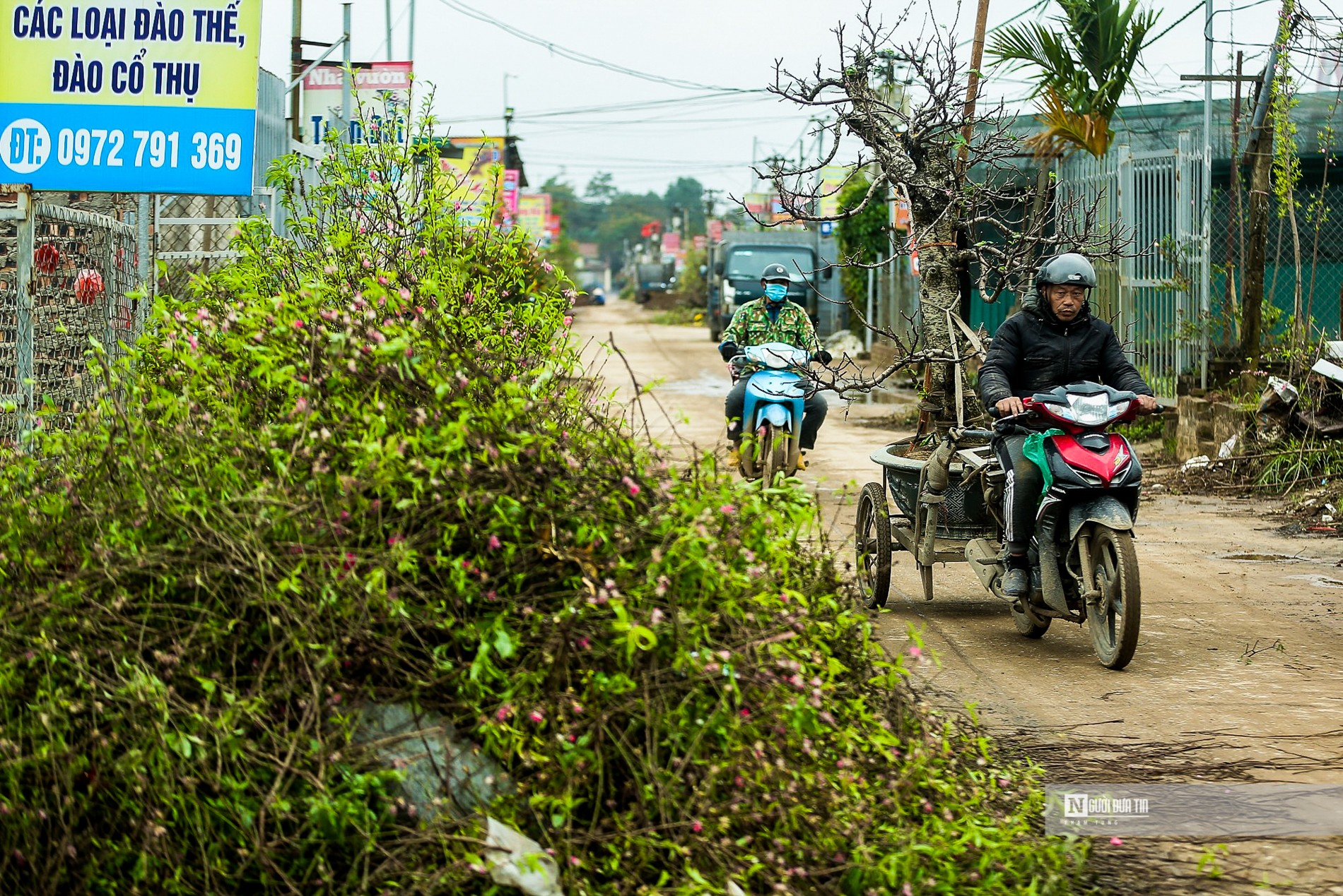 Dân sinh - Làng Nhật Tân tất bật ‘hồi sinh’ đào sau Tết