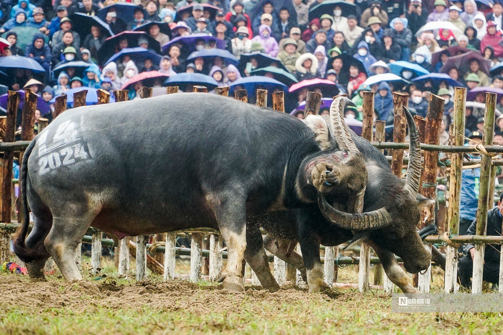 Văn hoá - Kịch tính những màn đối đầu của “ông Cầu” ở Vĩnh Phúc (Hình 6).