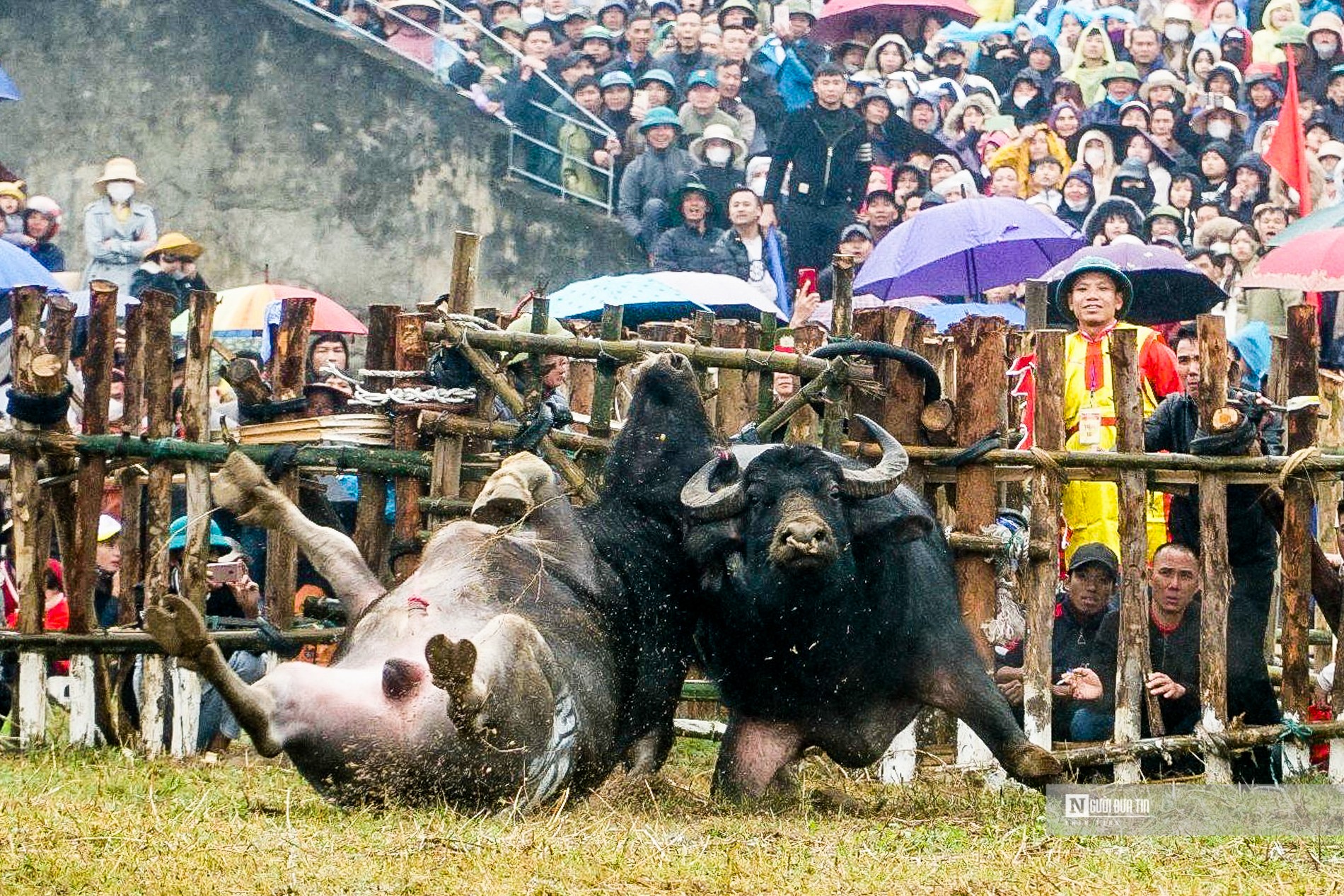 Văn hoá - Kịch tính những màn đối đầu của “ông Cầu” ở Vĩnh Phúc (Hình 12).