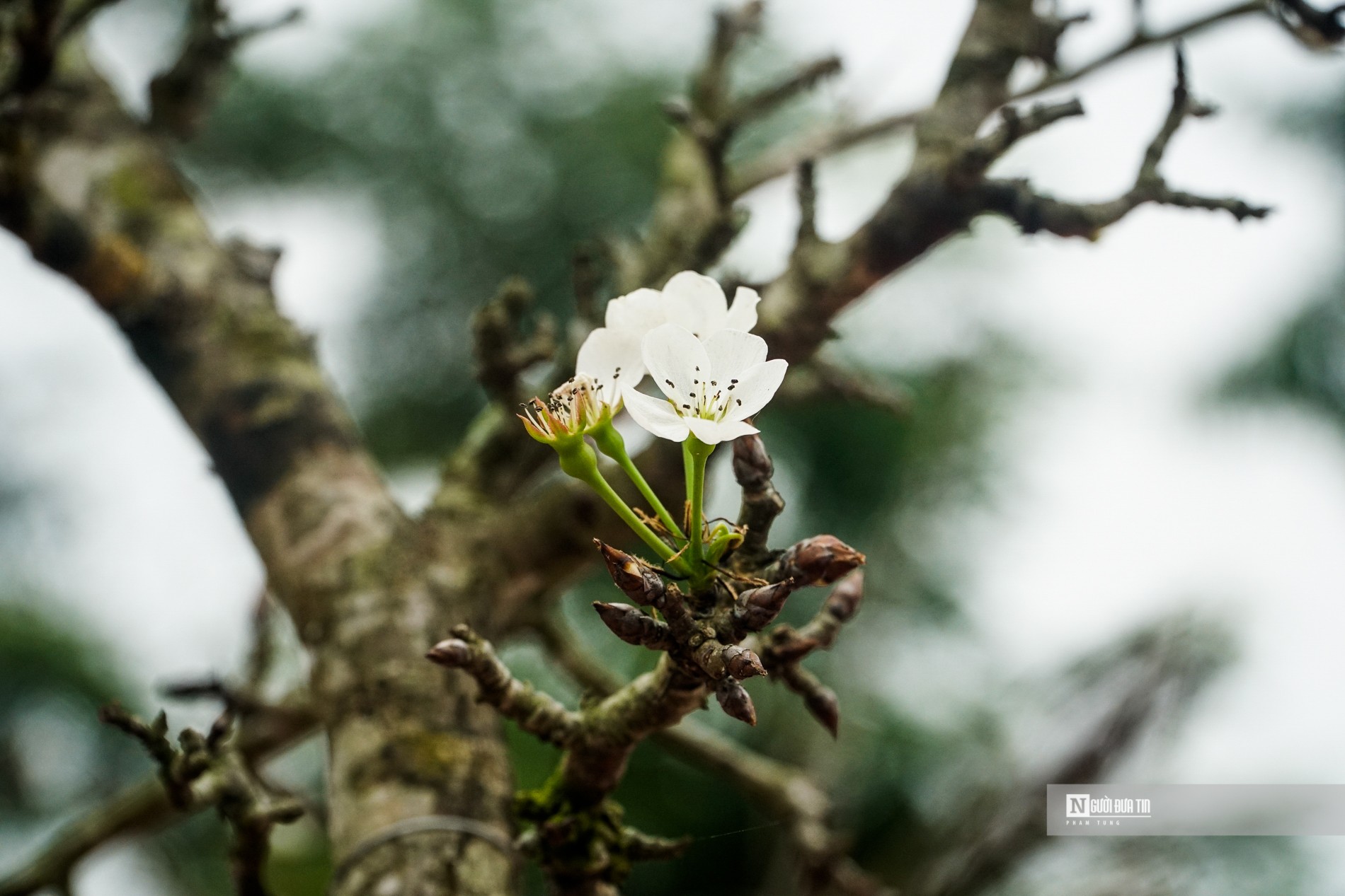 Dân sinh - Hoa lê rừng xuống phố hút khách sau Tết (Hình 2).