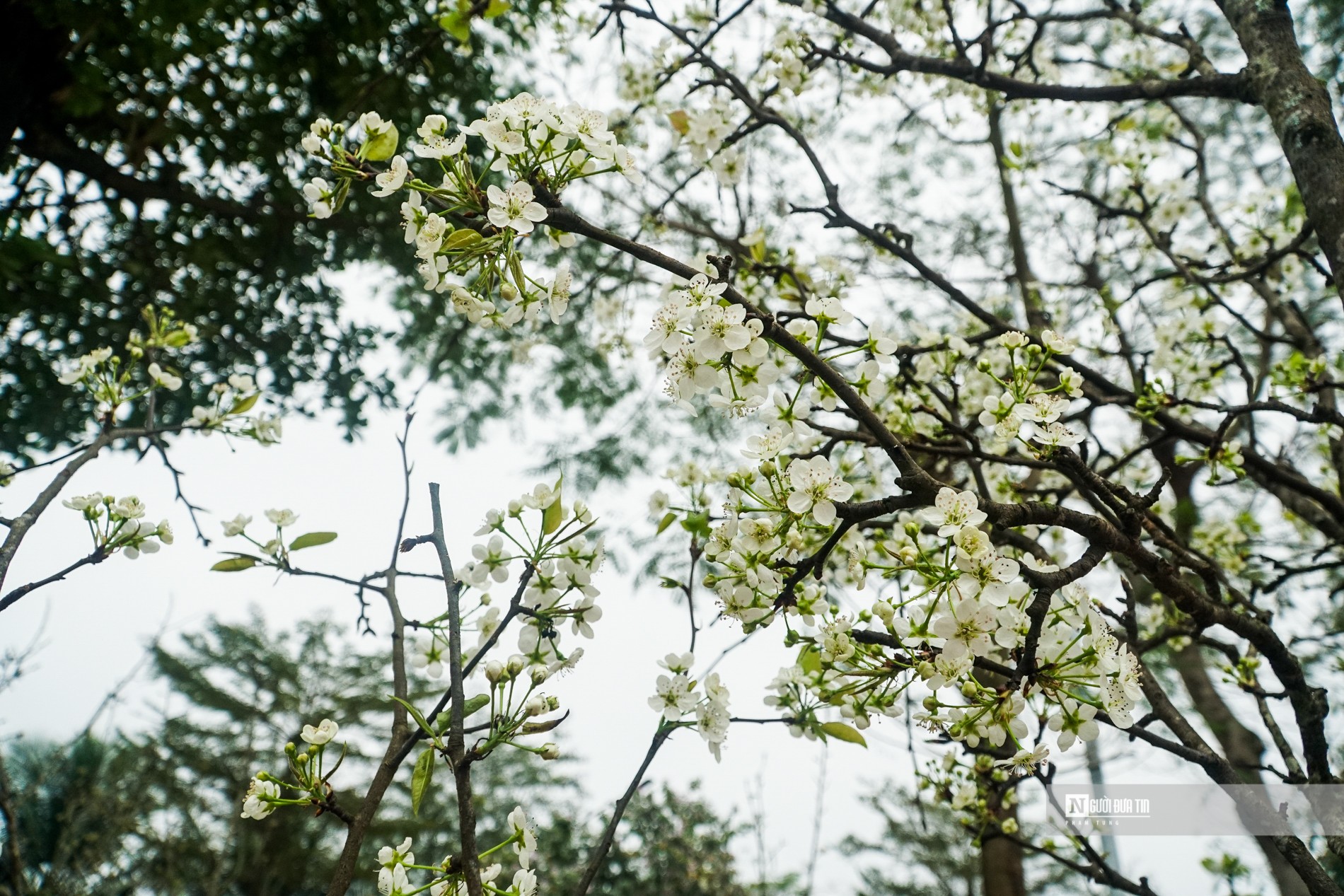 Dân sinh - Hoa lê rừng xuống phố hút khách sau Tết (Hình 4).