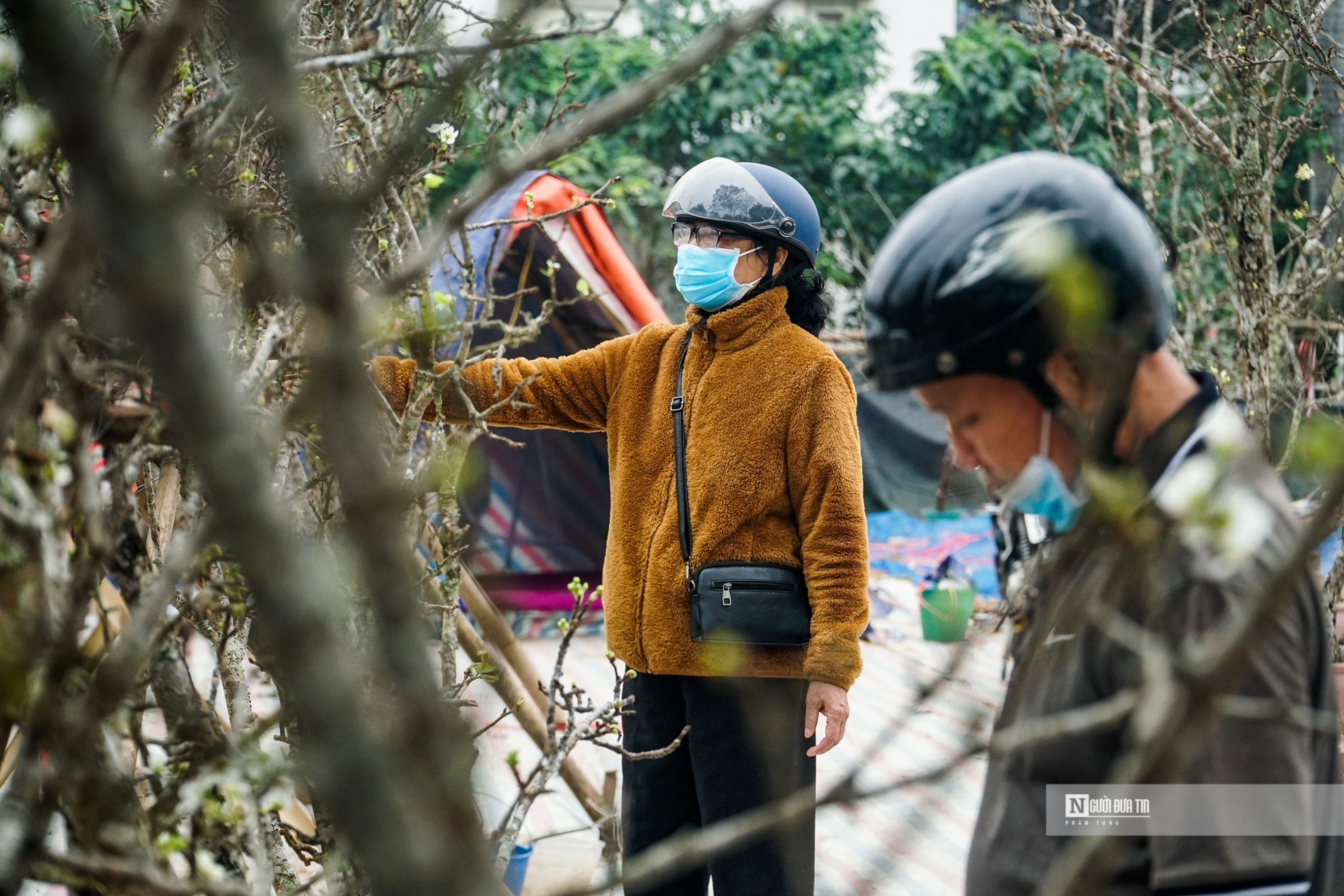 Dân sinh - Hoa lê rừng xuống phố hút khách sau Tết (Hình 7).