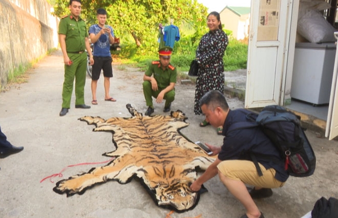 An ninh - Hình sự - May mắn được giải cứu, 'chúa sơn lâm' gần 2,5 tạ thoát khỏi lò nấu cao (Hình 3).