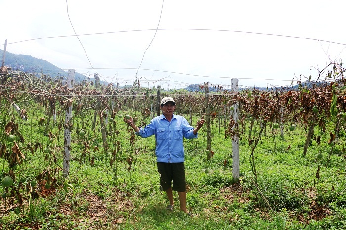 Pháp luật - Truy tìm thủ phạm chặt hạ vườn chanh leo trị giá gần 1 tỷ đồng