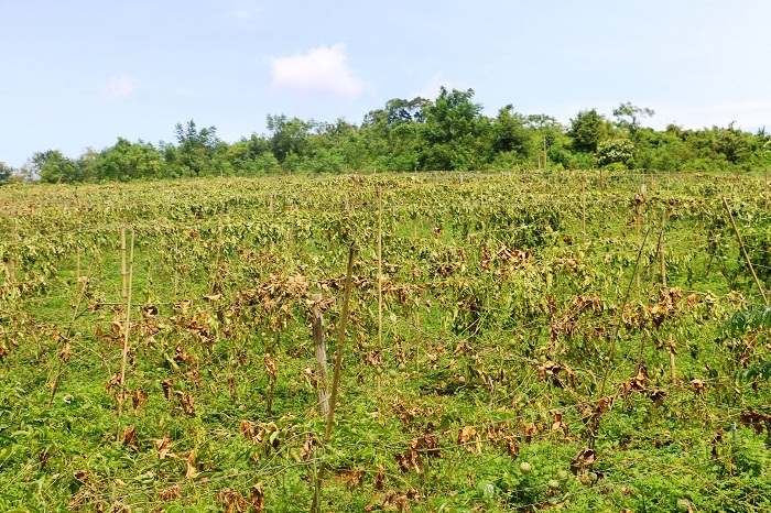 Pháp luật - Truy tìm thủ phạm chặt hạ vườn chanh leo trị giá gần 1 tỷ đồng (Hình 2).