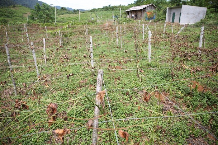 Pháp luật - Vườn chanh leo 1 tỷ bị chặt ngang gốc: Đã xảy ra 9 vụ phá hoại        (Hình 2).