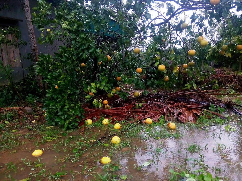 Xã hội - Hà Tĩnh: Tan hoang làng bưởi Phúc Trạch (Hình 2).