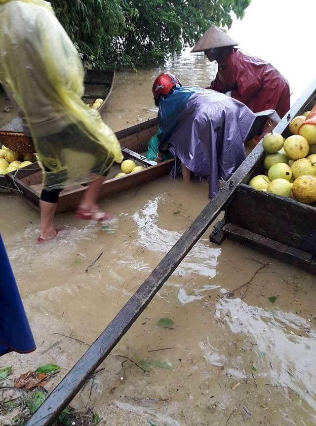 Xã hội - Hà Tĩnh: Tan hoang làng bưởi Phúc Trạch (Hình 4).