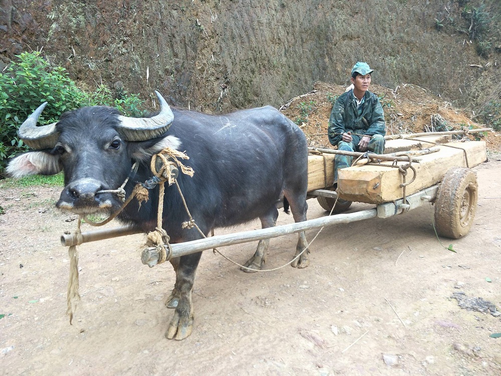 Trâu ngang nhiên kéo gỗ lậu trên đường, trưởng BQL rừng bị đình chỉ công tác (Hình 2).