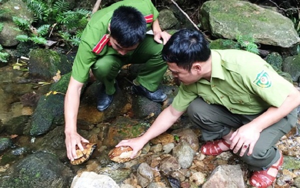 Nghệ An: Thả rùa vàng và nhiều động vật quý hiếm về với tự nhiên (Hình 3).