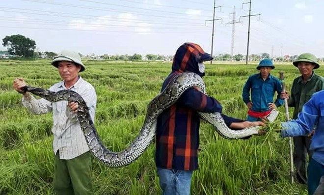 Tin nhanh - Xác minh nguồn gốc con trăn dài 2,5m người dân bắt được khi đi gặt lúa