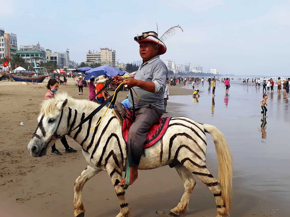 Tận dụng lượng du khách đổ về đông, một số người dân địa phương đã đưa những chú ngựa vằn ra đây cho thuê chụp ảnh. Nhiều người tỏ ra thích thú khi được chụp ảnh lưu niệm khi ngồi trên lưng ngựa vằn.