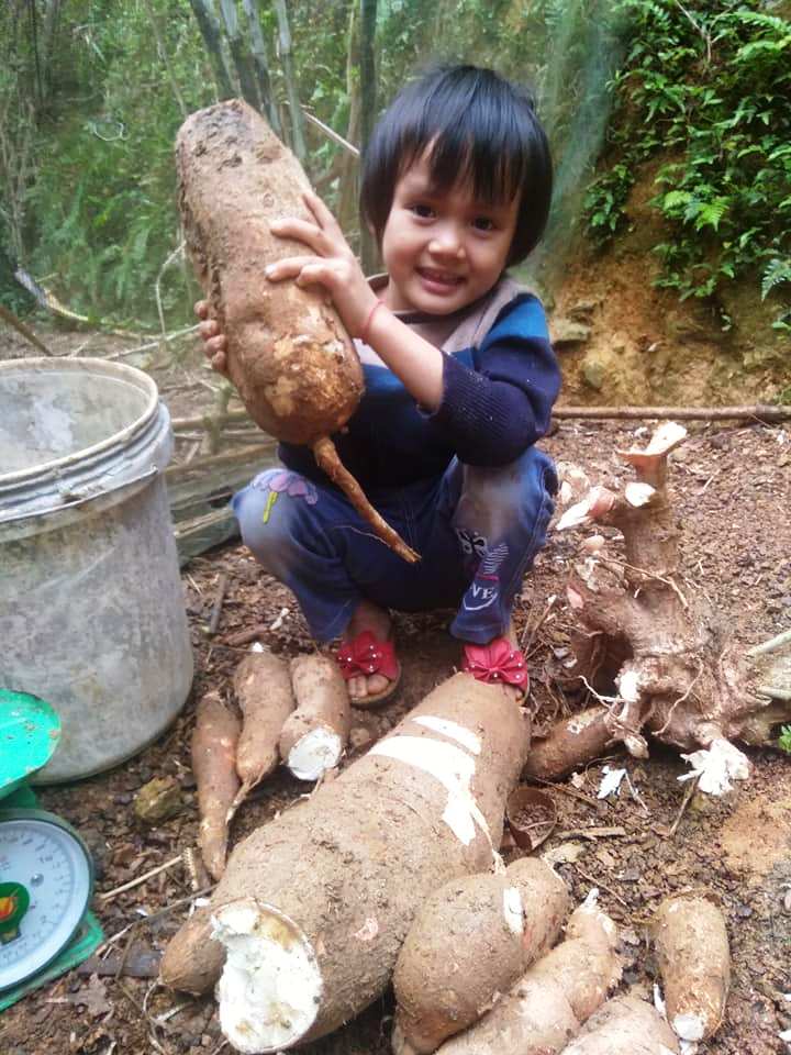 Tin nhanh - Nông dân Hà Tĩnh đào được gốc khoai mì “khủng” có trọng lương ngang bé gái (Hình 2).