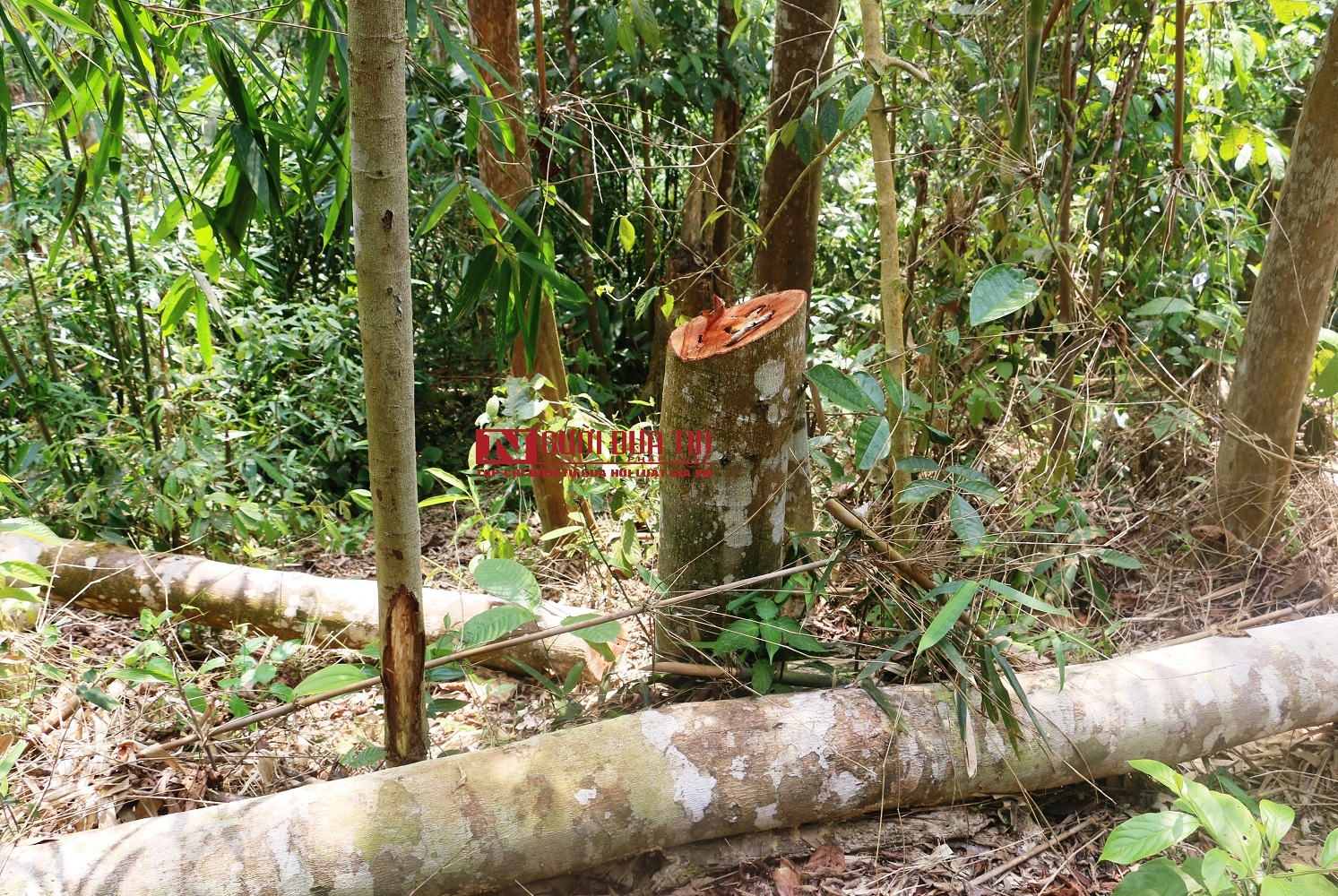 Tin nhanh - Hàng loạt cây gỗ rừng tự nhiên, đường kính lớn ở Thanh Hóa bị 'lâm tặc' chặt hạ  (Hình 13).