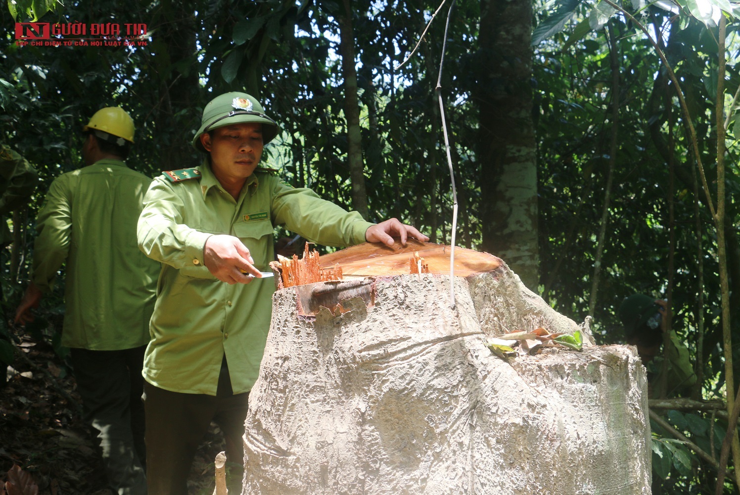 Tin nhanh - Chi cục kiểm lâm Thanh Hóa “hỏa tốc” vào cuộc vụ phá rừng theo phản ánh của Người Đưa Tin Pháp Luật (Hình 2).