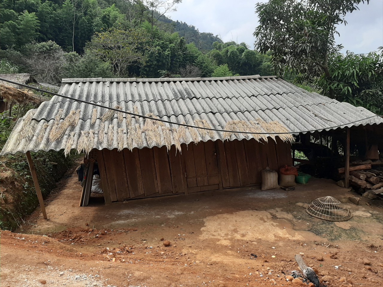 Tin nhanh - Thanh Hóa: Bê hỗ trợ hộ nghèo bị bệnh, liên tục chết, thiếu cân nặng (Hình 2).